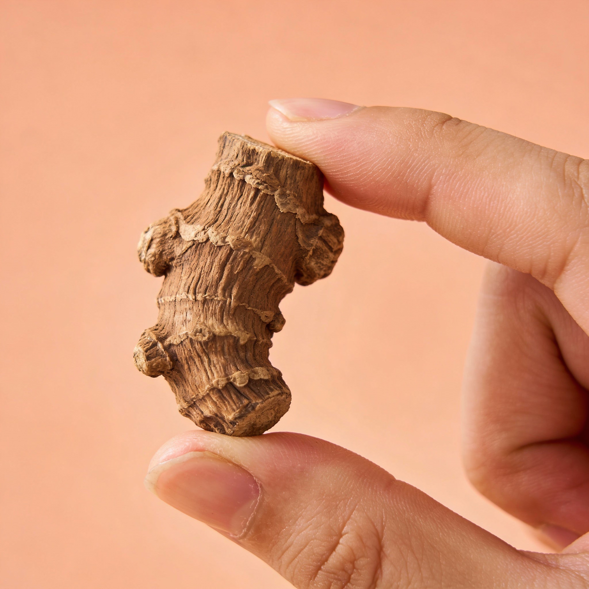 Les bienfaits du costus indien